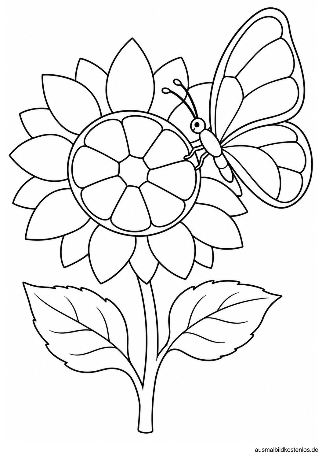 Seitlich sitzender Schmetterling am Rand einer Sonnenblume mit zwei Reihen breiter Blütenblätter.