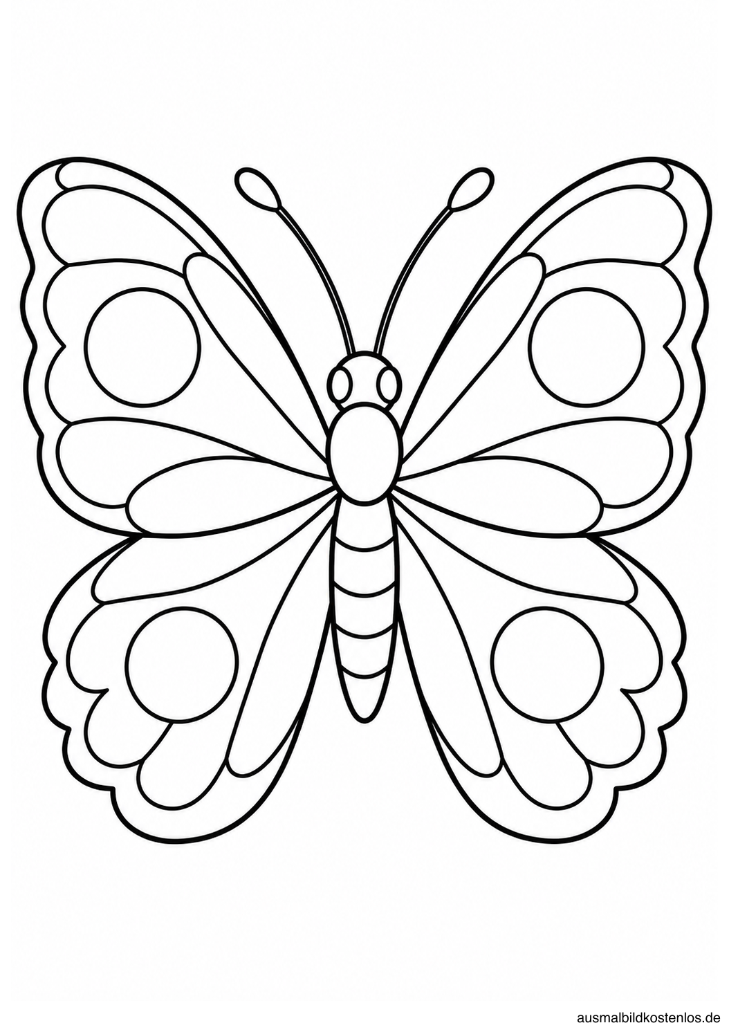 Schmetterling in Draufsicht mit vier großen Kreisflächen auf geöffneten Flügeln.