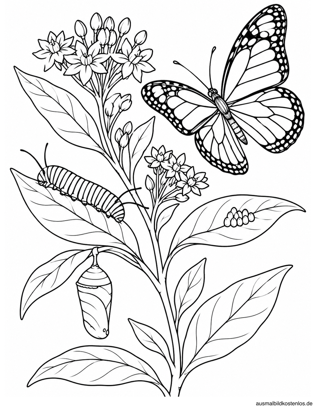 Pflanze mit Eiern auf einem Blatt, Raupe auf einem zweiten Blatt, hängender Puppe und fliegendem Schmetterling.